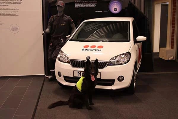 securitas_experience_center_malmo_canine_security_600x400.webp